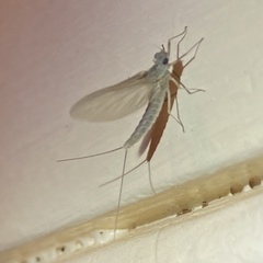 Callibaetis