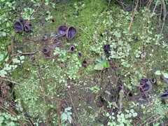 Pezizaceae