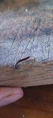 Brachyiulus