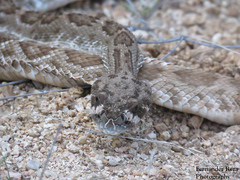 Crotalus ruber