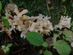 Sebacina sparassoidea