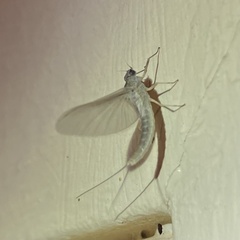 Callibaetis