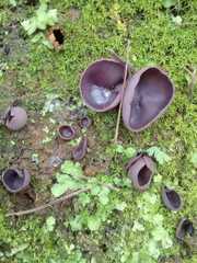 Pezizaceae