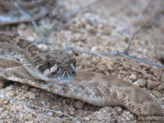 Crotalus ruber