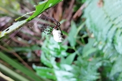 Wagneriana