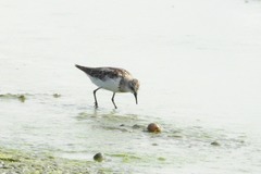 Calidris ruficollis
