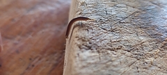 Brachyiulus