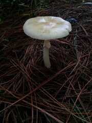 Amanita xylinivolva