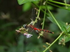 Sympetrum ambiguum
