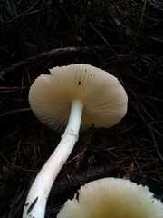 Amanita xylinivolva