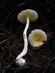 Amanita xylinivolva