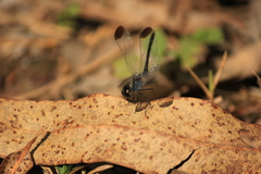 Diplacodes nebulosa