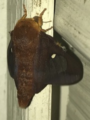 Anisota virginiensis