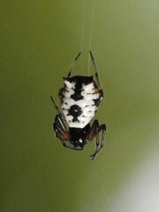 Micrathena mitrata