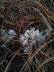 Tremella fuciformis