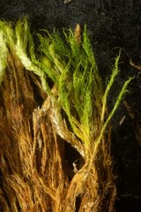 Dicranum elongatum