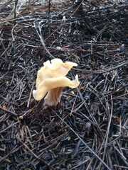 Helvella crispa