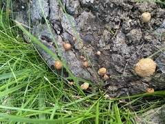 Deconica