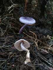 Inocybe