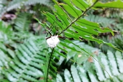 Wagneriana