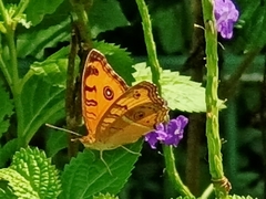 Junonia almana