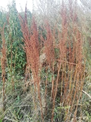Rumex pseudonatronatus