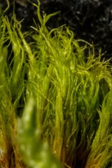 Dicranum elongatum