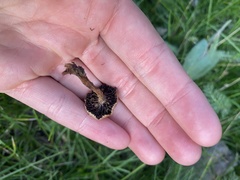 Deconica