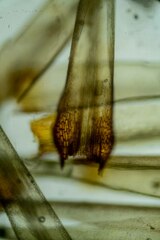Dicranum elongatum
