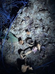 Deconica