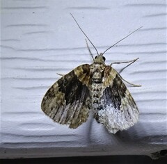 Xanthorhoe ferrugata