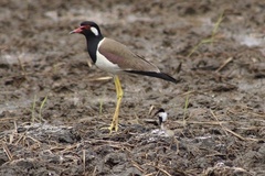 Vanellus indicus