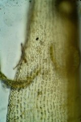 Dicranum elongatum