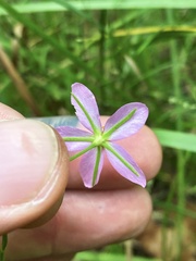 Sabatia campanulata