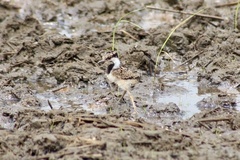 Vanellus indicus