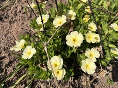 Thunbergia atriplicifolia