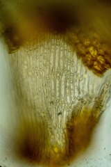 Dicranum elongatum