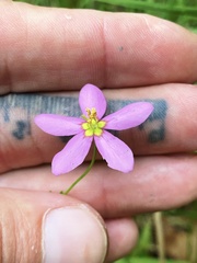 Sabatia campanulata