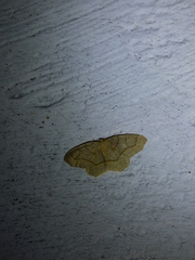 Lambdina fiscellaria