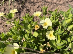 Thunbergia atriplicifolia
