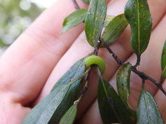 Symphyta