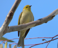 Ptilotula penicillata