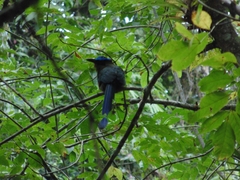 Momotus aequatorialis