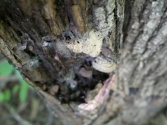 Hypomyces tremellicola