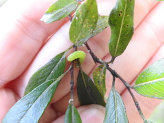 Symphyta