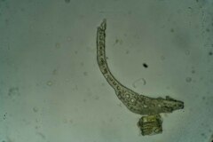 Dicranum elongatum