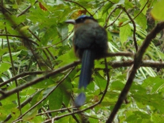 Momotus aequatorialis