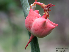 Euphorbia lomelii