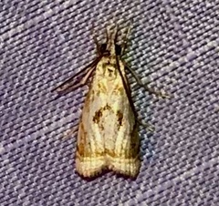 Microcrambus elegans