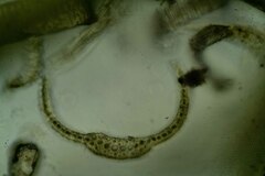 Dicranum elongatum